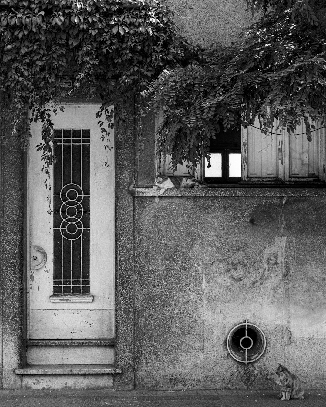 dog resting door santiago